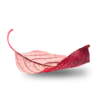 isolated autumn leaf isolated autumn leaf