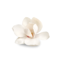 isolated-white-flower isolated-white-flower