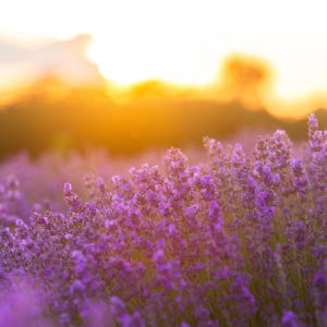 Floral fragrances