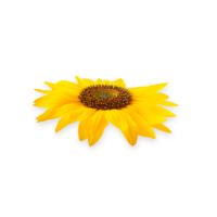 summer-isolated-image