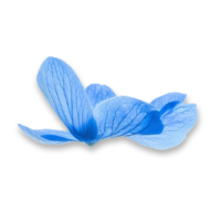 winter-isolated-image